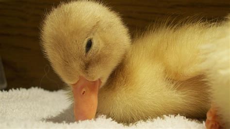 It was bred from the mallard in china. Baby Ducks