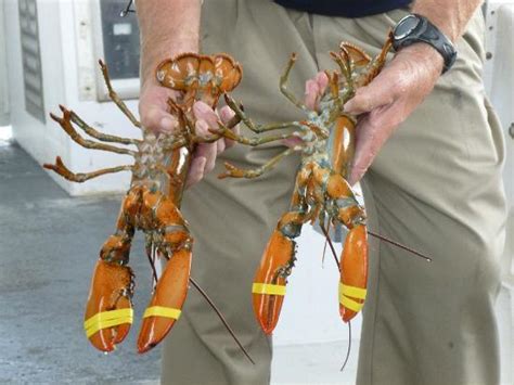 Learning The Difference Between Male And Female Lobsters Picture Of Bar