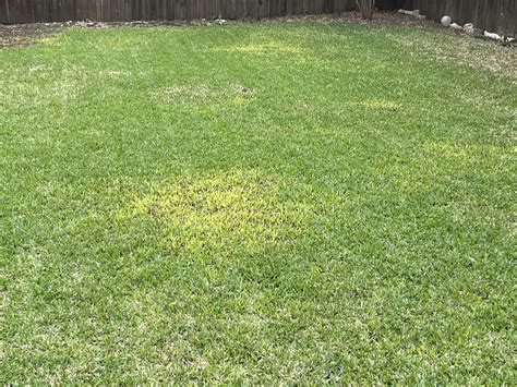 Yellowing St Augustine Lawn Care Forum