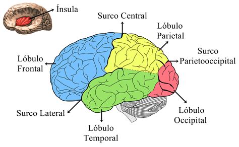 Cerebro Biopsicosalud