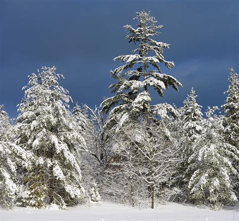 Snow Covered Evergreen Trees In Winter With Dark Sky In Marmora