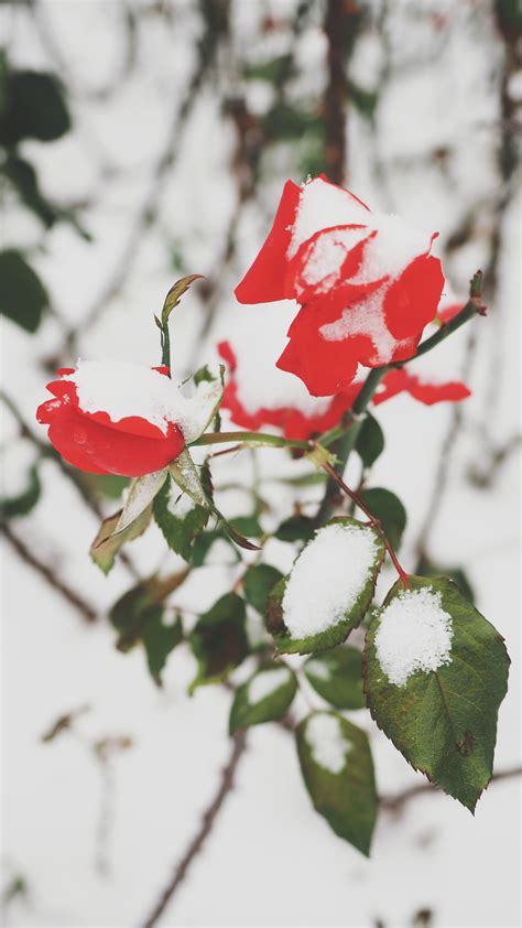 Free Images Nature Branch Blossom Snow Winter Leaf Flower