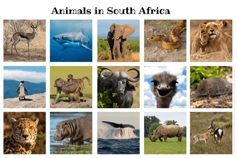 Top 189 All Animals In South Africa