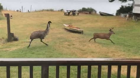 Watch Emu Chases Deer On Orcas Island