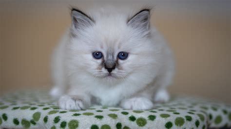 Blue Eyes White Cat Is Sitting Down On Cloth 4k Hd Kitten Wallpapers