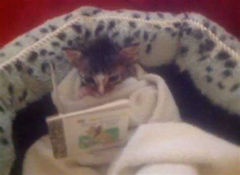 We Cant Stop Watching This Vine Of Charlie The Kittens Bedtime Routine Metro News