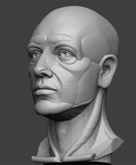 Planar Simplified Male Head 3d Print Model Anatomy Sculpture Human