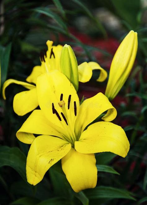 Yellow Lily Flower Stock Photo Image Of Close Decoration 43196502