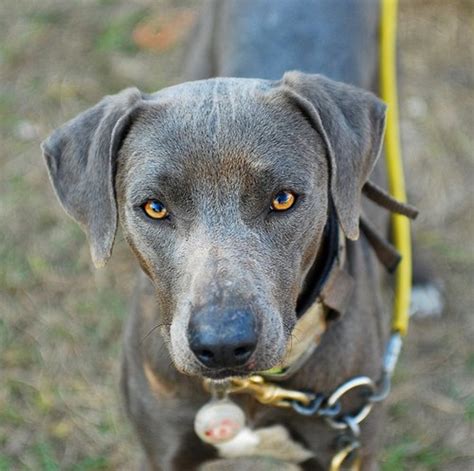What Is A Lacy Dog Aka Blue Lacy Pethelpful