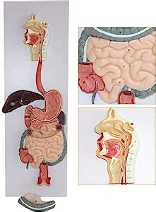 Modelo anatómico del Sistema digestivo Material didáctico de anatomía