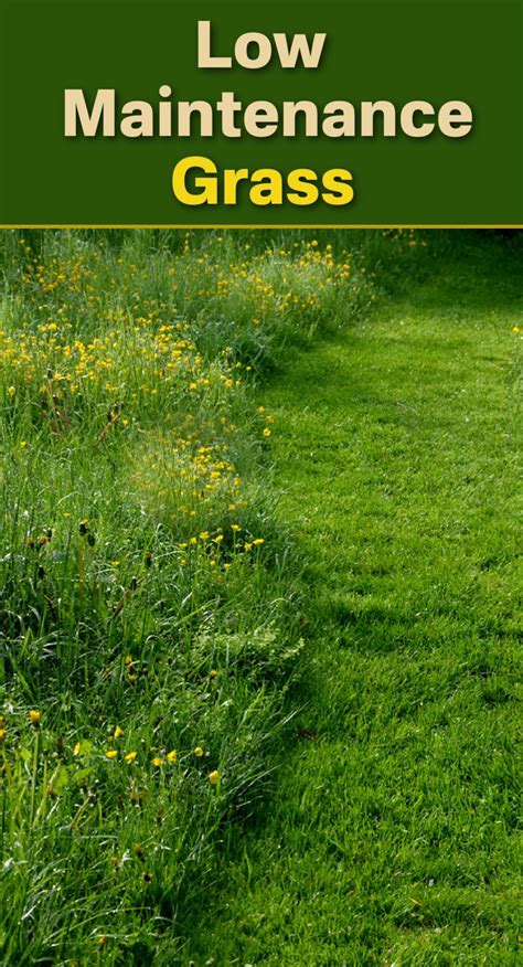 Low Maintenance Grass Types For A Hassle Free Lawn