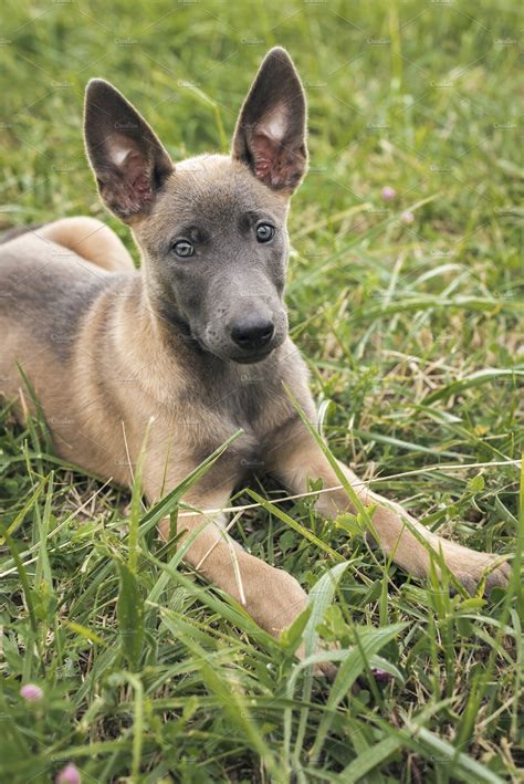 Belgian Malinois Puppy Featuring Dog Puppy And Beautiful Animal