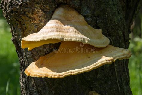 Fungal Growth On An Apple Tree Stock Image Image Of Decay Growing