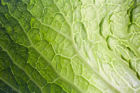 Cabbage Texture Stock Image Image Of Background Food 67890965