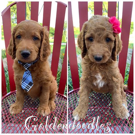 And for you puppy parents looking at the brown and yellow bars, most owners rated their f1b goldendoodle as satisfactory or fair. F1b Goldendoodle puppies. Www.twincreekpuppies.org (With ...