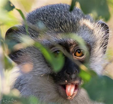 Baby Monkey Sticking Out Tongue Photograph By Richard La Belle Pixels