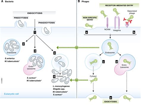 Intracellular Lifestyles Of Bacterial Pathogens And Barriers In The