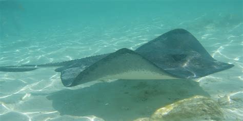 7 Awesome Facts About Stingrays Awesome Ocean