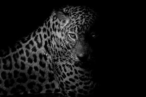 Black Leopard Background 58 Images