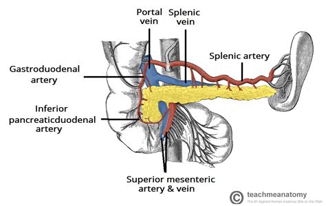 The Pancreas Anatomy Duct System Vasculature Teachmeanatomy