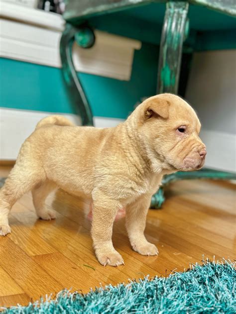 Available Puppies Welcome To Zealous Blue Shar Pei
