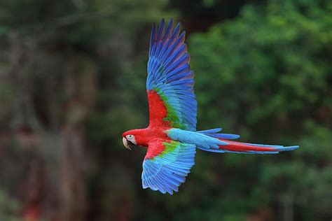 Red And Green Macaws Ara Chloroptera Photograph By Mint Images Art