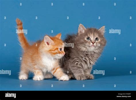 Two Siberian Forest Kittens 7 Weeks Stock Photo Alamy