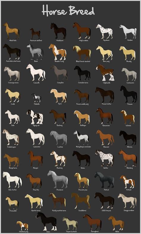 horseriding horserider equine horse breeds chart    lot  bree  horse