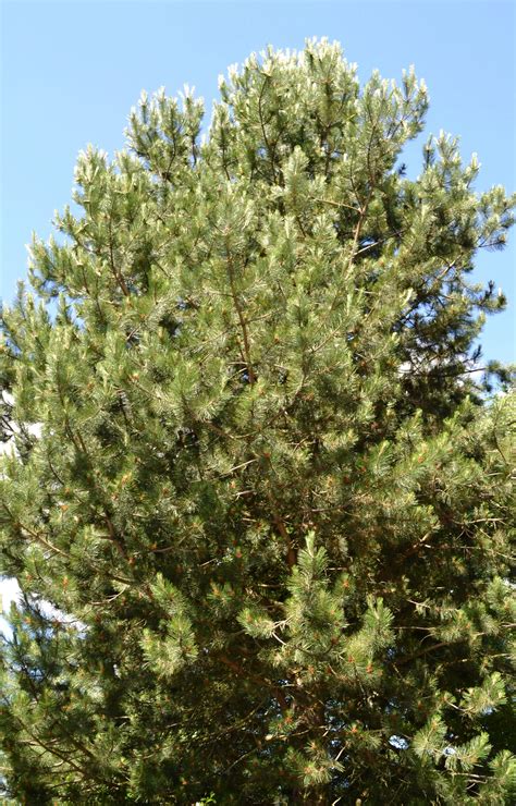 It is found in areas where it has been planted such as. Austrian Pine for Wedgwood - Wedgwood Community Council