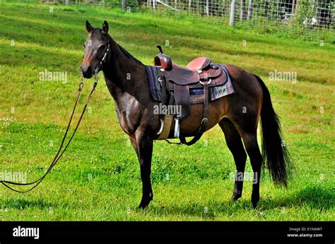 A Fully Saddled Horse Standing In The Pasture Awaiting His Rider Stock