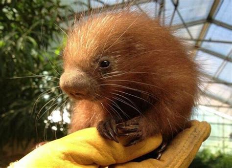 Baby Porcupines — Binghamton Zoo Baby Porcupine Cute