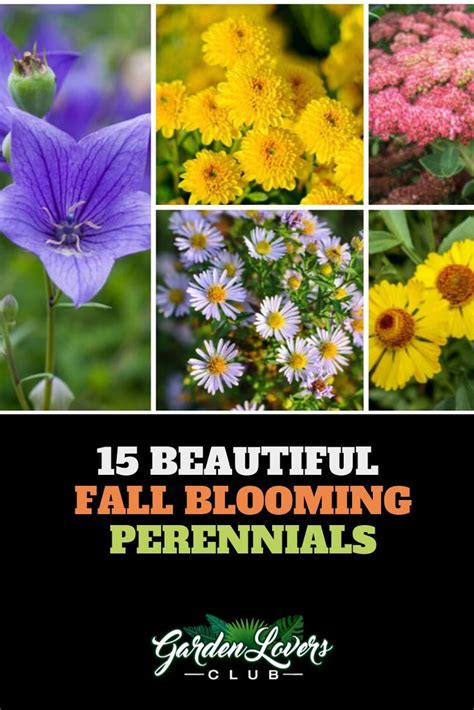 15 Beautiful Fall Blooming Perennials Garden Lovers Club Perennials