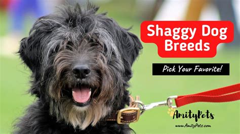 Shaggy Dog Breeds 20 Amazing Dogs You Want To See Pictures Amity Pets