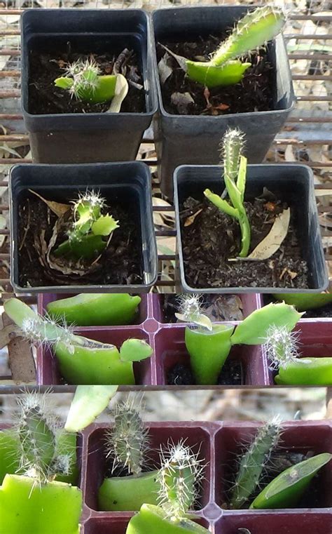 If planting your cactus in a pot, use a specialised cactus potting mix. Cactus and Succulents forum: Grafting cacti - Garden.org