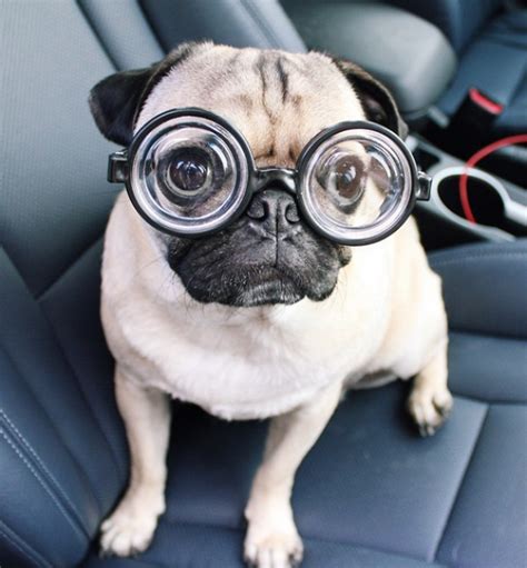 Doug The Pug Is Wearing His Doggles And Is Ready To Go Doug The Pug