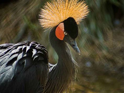 Black Crowned Crane Nigeria National Bird Full Desktop