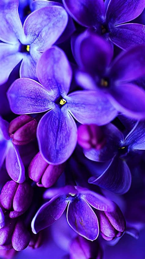 Flowers aesthetic iphone wallpaper purple flowers flower aesthetic purple roses purple flowers wallpaper purple. #lilac aesthetic flowers | Blue flower wallpaper, Purple flowers, Purple flowers wallpaper