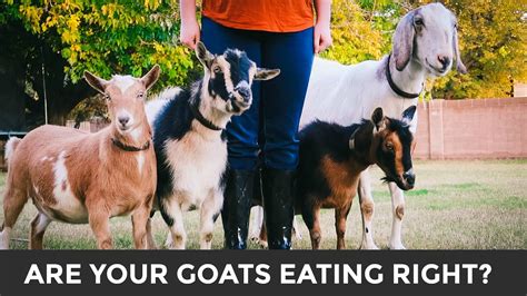A Simple Guide To Feeding Caring For Goats Meet Our Goats YouTube