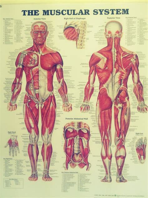 Female Human Muscles Diagram Muscles Female Poster