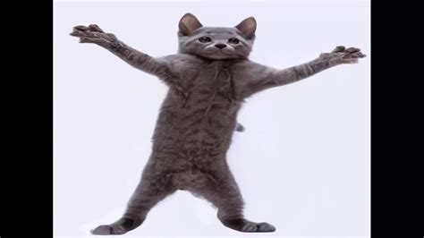 Гифка кот в наушниках гифка из тик тока скачать бесплатно Galeratut Ru