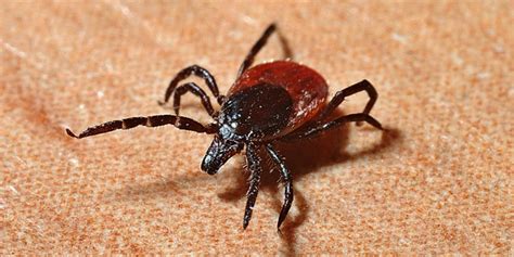 Ticks Are A Threat To People And Pets Croach Pest Control
