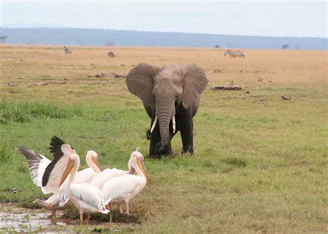 Amboseli national park is a 151 square mile park located in kajiado county, kenya, formerly in 1974 amboseli national park was established and in 1991 it was designated a biosphere reserve. Visit Amboseli National Park in Kenya | Audley Travel