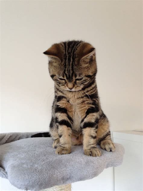 British Shorthair Brits Korthaar Kitten Cat Golden Tabby Blotched