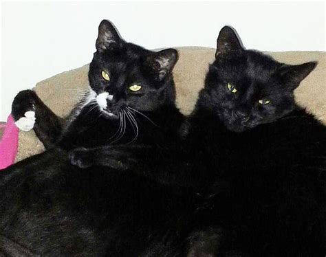Bonded Cats Need A Home Together