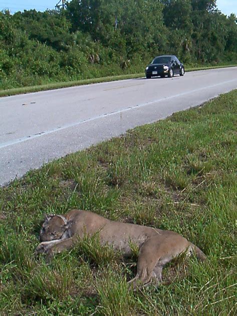 Endangered Florida Panther Population Size Determined From Public