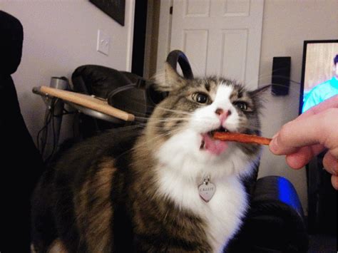 My Norwegian Forest Cat Enjoys Yam Fries Now With 100 More   On Imgur