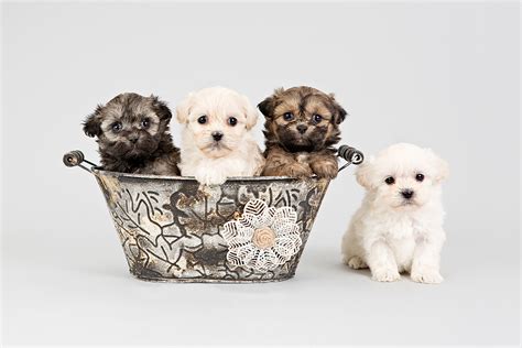 Si tratta di cani di piccolissima taglia, definiti tascabili. 🥇Cani di piccola taglia: Ecco i migliori cani da appartamento