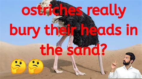 Ostriches Really Bury Their Heads In The Sand Amazing Life And