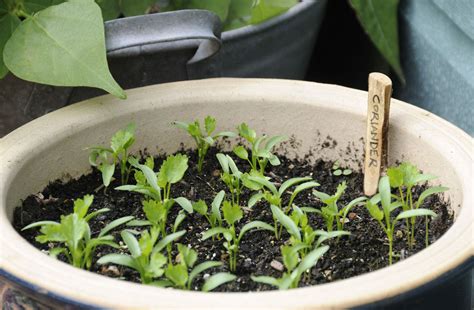 How To Grow Herbs From Seed On Your Windowsill The
