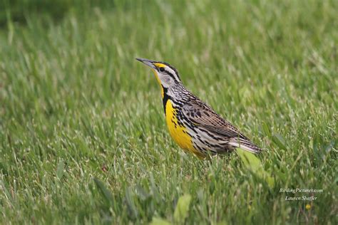 Eastern Meadowlark Birding Pictures